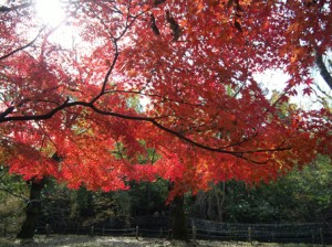 momiji1